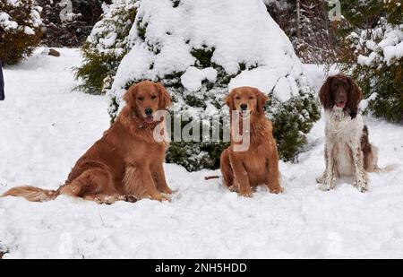 Tre cani godendo la neve, Nuova Scozia, Canada, Foto Stock