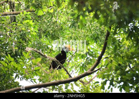 Un individuo femminile di hornbill knobbed, o a volte chiamato Sulawesi hornbill rugged (Rhyticeros cassidix), è fotografato come sta foraging su un albero nella riserva naturale di Tangkoko, Sulawesi del nord, Indonesia. Gioca un ruolo importante nella dispersione dei semi, spesso soprannominata come agricoltore della foresta dagli ornitologi, i cavoletti "mantengono il ciclo della foresta in crescita e in evoluzione con tutti i frutti che consumano ogni giorno", ha scritto Amanda Hackett della Wildlife Conservation Society in una pubblicazione del 2022. Tuttavia, ha scritto, la barbatella knobbed è attualmente considerata vulnerabile all'estinzione a causa del disboscamento e della caccia. Foto Stock