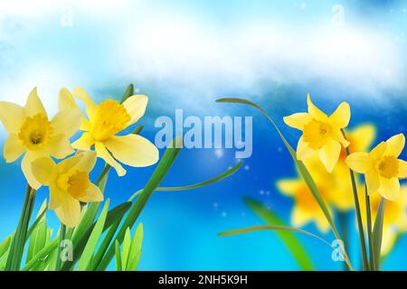 Belle narcisi gialle all'aperto nelle giornate di sole Foto Stock