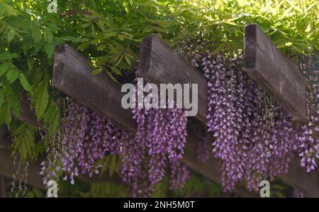 Glicine in piena fioritura, coltivato su traliccio di legno. Foto Stock