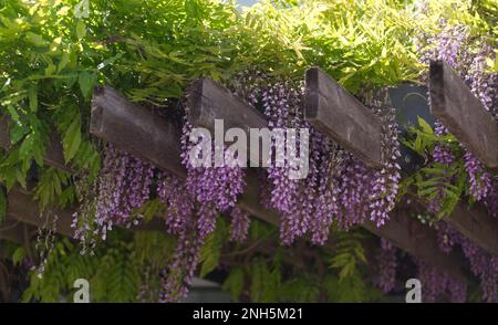 Glicine in piena fioritura su traliccio di legno. Foto Stock