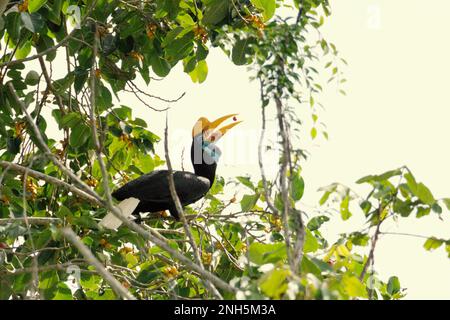 Un individuo femminile di becco d'ornamento knobbed, o a volte chiamato Sulawesi becco rugoso (Rhyticeros cassidix), si nutre di un frutto ficus mentre foraging su un albero di fico in un'area della foresta pluviale vicino al Monte Tangkoko e DuaSudara in Bitung, Sulawesi Nord, Indonesia. Gioca un ruolo importante nella dispersione dei semi, spesso soprannominata come agricoltore della foresta dagli ornitologi, i cavoletti "mantengono il ciclo della foresta in crescita e in evoluzione con tutti i frutti che consumano ogni giorno", ha scritto Amanda Hackett della Wildlife Conservation Society in una pubblicazione del 2022. Foto Stock