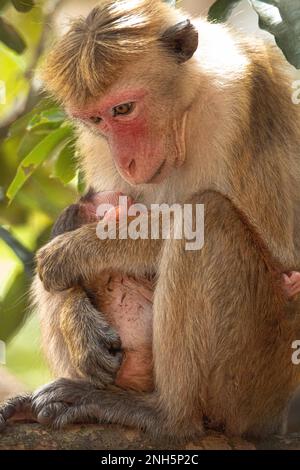 Scimmie e lingue grigie nella foresta. Sri Lanka Foto Stock