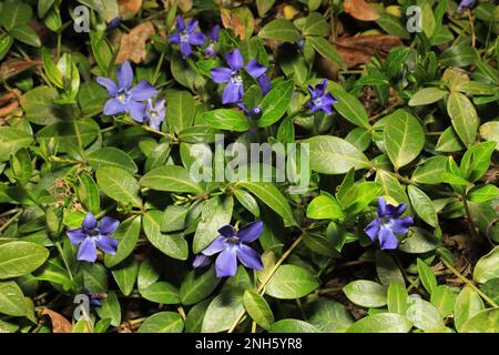 Fiori blu e foglie verdi del vitigno come copertura di terra nella primavera di San Croix Falls, Wisconsin, Stati Uniti. Foto Stock
