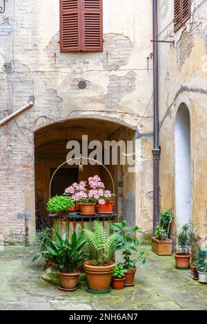 Disposizione dei fiori in un cortile Foto Stock