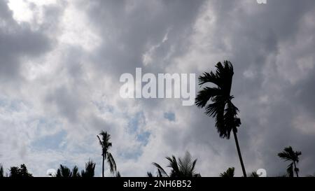 Silhouette di Treetops, contro Un cielo blu e grandi nuvole bianche, durante il giorno Foto Stock