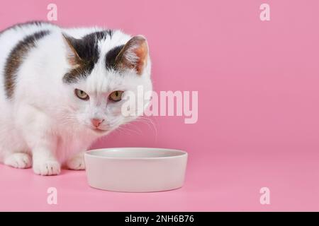 Gatto europeo shorthair di fronte alla ciotola alimentare su sfondo rosa con spazio copia Foto Stock