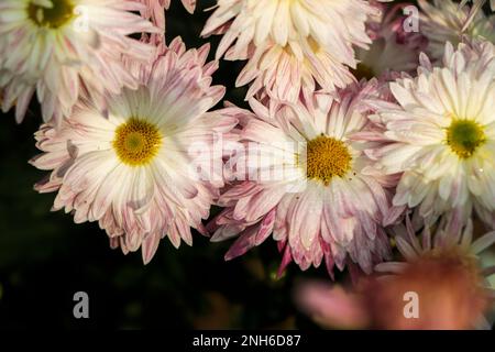 fiori rosa di crisantemo invernale con spazio per il testo. crisantemo da giardino Foto Stock