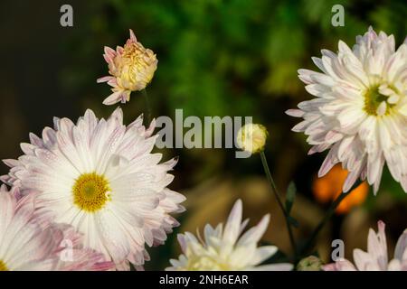 Crisantemo sfondo fiore, crisantemo rosa in giardino Foto Stock