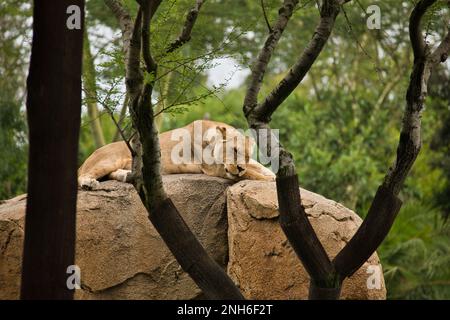Lioness giacendo maestosamente su una roccia, fotografata attraverso gli alberi in primo piano e ha deposto la sua testa, duffuse Treescape sullo sfondo. Foto Stock