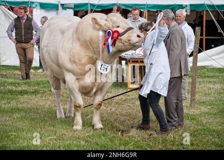 Lo spettacolo del bestiame suona al Wensleydale Show con un bell'esempio di un toro che viene esposto e giudicato Foto Stock