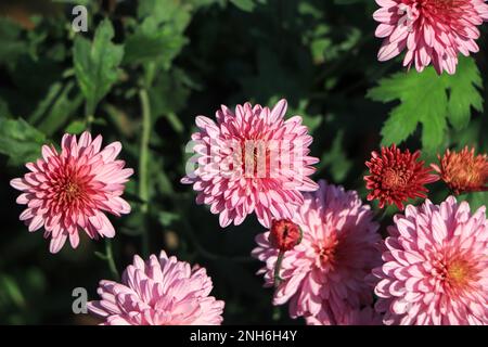 Primo piano di fiore di crisantemo rosa in giardino Foto Stock