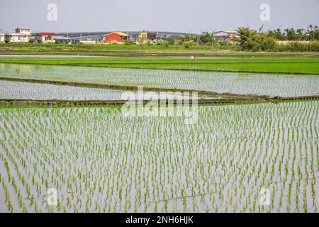 Risaie con piantine trapiantate a Dongshan Township, Yilan County, Taiwan Foto Stock