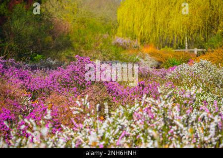 Fiori di erica rosa e bianca in fiore nella Isabella Plantation, un giardino boschivo a Richmond Park a Londra Foto Stock