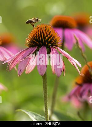 Un'ape vola per pollinare un fiore di cono viola a Huffman Prairie, Wright-Patterson Air Force base, Ohio, 20 luglio 2022. Huffman Prairie è la più grande prateria naturale dell'Ohio. 88 ABW,Huffman,USAF,WPAFB,prateria Foto Stock