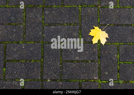 Foglie gialle autunnali giacciono su un pavimento di ciottoli. Muschio verde germogliato tra le piastrelle. Foto Stock