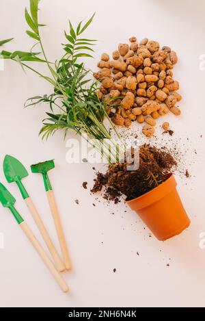 mani pianta una pianta in una pentola nuova. Giardinaggio domestico e cura. Usando creta espansa per trapiantare pianta. Mani che tengono argilla espansa. Preparazione per Foto Stock