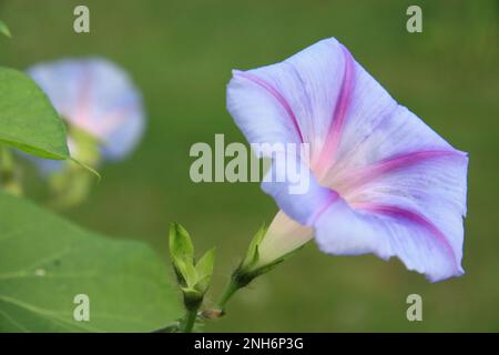 Belle glorie blu e viola del mattino che crescono su una vite in un giardino estivo a Lindstrom, Minnesota USA. Foto Stock