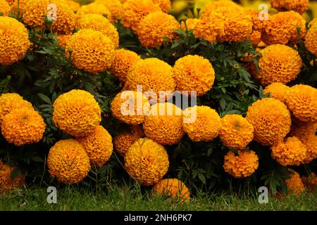 Nel giardino c'erano molti splendidi fiori. Sono spesso chiamati marigold messicano, azteco o africano (Tagetes erecta). Foto Stock