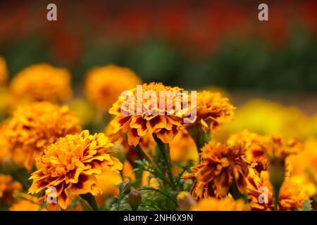 Incredibile fiore di marigold messicano in giardino, sulla naturale bella messa a fuoco background.selection. Foto Stock