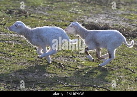 Bad Freienwalde, Germania. 21st Feb, 2023. Due agnelli di pecora di pochi giorni corrono attraverso un pascolo. La manutenzione del paesaggio nell'allevamento ovino sta diventando sempre più importante. Pecore e capre svolgono un servizio importante per la società e quindi mantengono una grande varietà di paesaggi culturali. Credit: Patrick Pleul/dpa/ZB/dpa/Alamy Live News Foto Stock