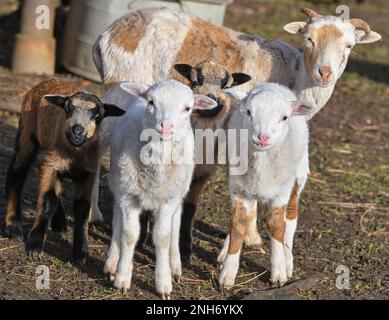 Bad Freienwalde, Germania. 21st Feb, 2023. Quattro agnelli di pecora, di pochi giorni, si trovano accanto a un animale genitore in un pascolo. La manutenzione del paesaggio nell'allevamento ovino sta diventando sempre più importante. Pecore e capre svolgono un servizio importante per la società e quindi mantengono una grande varietà di paesaggi culturali. Credit: Patrick Pleul/dpa/ZB/dpa/Alamy Live News Foto Stock