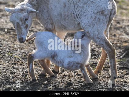 Bad Freienwalde, Germania. 21st Feb, 2023. Un agnello di pecora di pochi giorni succhia con la madre. La manutenzione del paesaggio nell'allevamento ovino sta diventando sempre più importante. Pecore e capre svolgono un servizio importante per la società e quindi mantengono una grande varietà di paesaggi culturali. Credit: Patrick Pleul/dpa/ZB/dpa/Alamy Live News Foto Stock