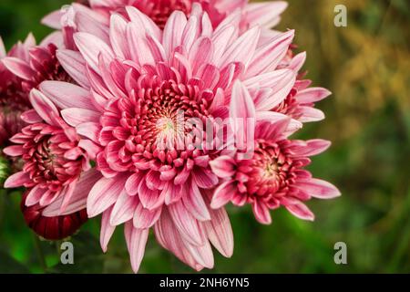 fuoco selettivo sul fiore rosa del crisanthemum Foto Stock