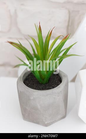 Una pianta di casa verde della famiglia aloy vera, piantata in un vaso grigio, che si adatta bene con l'interno della stanza Foto Stock