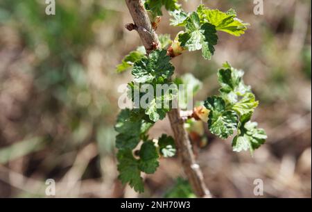 Un ramoscello del bush del ribes ha dissolto le foglie all'inizio della primavera, alla luce del sole Foto Stock