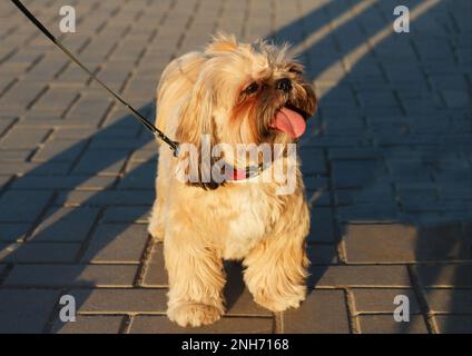 Piccolo bel cane Yorkshire Terrier siede e riposa dopo una lunga passeggiata con una lingua fuori nel parco, nei raggi del sole tramontante Foto Stock