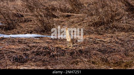 Uccello grande nelle canne, Bittern eurasiatico, stellaris Botauro Foto Stock