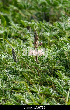 Fioritura fiori di lupino rosa primo piano tra verde fogliame Foto Stock