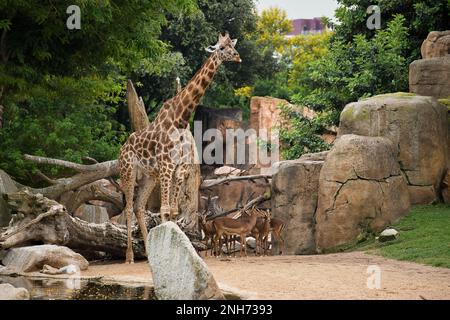 Foto a corpo intero di una giraffa dal lato con un paesaggio roccioso con alberi sullo sfondo. Foto Stock