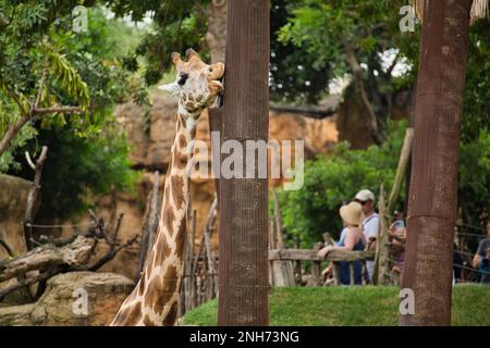 Primo piano di una giraffa che lecca un tronco d'albero con alberi e rocce sullo sfondo. Foto Stock