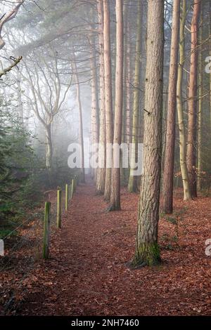 bosco invernale a holt country park, norfolk settentrionale, inghilterra Foto Stock