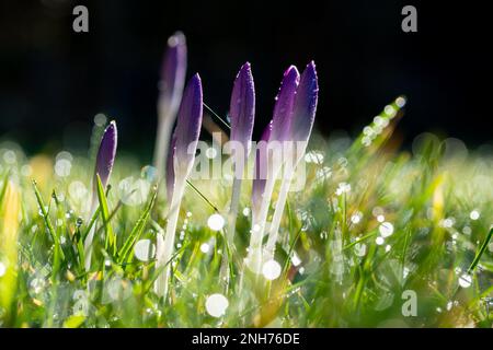 fiori di croco viola fioriscono in erba coperta di rugiada Foto Stock