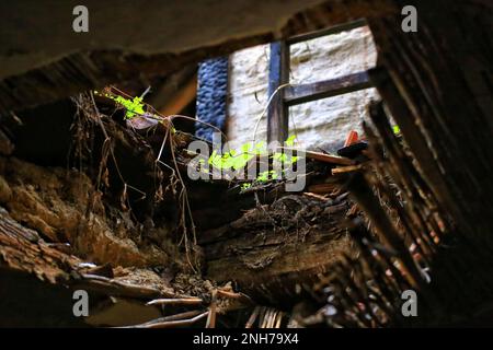 Guardando attraverso un buco nel tetto di un edificio in rovina con piccole piante verdi. Foto Stock