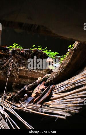 Guardando attraverso un buco nel tetto di un edificio in rovina con piccole piante verdi. Foto Stock