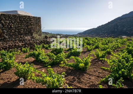 Vigneto con dammuso tradizionale, Pantelleria Foto Stock