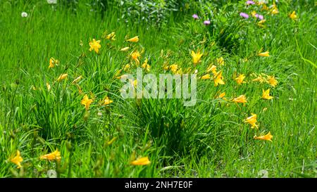 Giallo giorno, il suo nome scientifico è Hemerocallis. Fiori in giardino. Foto Stock
