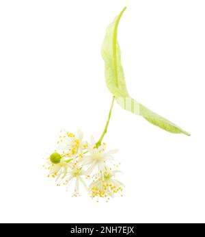 Fiore di Linden isolato su sfondo bianco. Tilia. Foto Stock