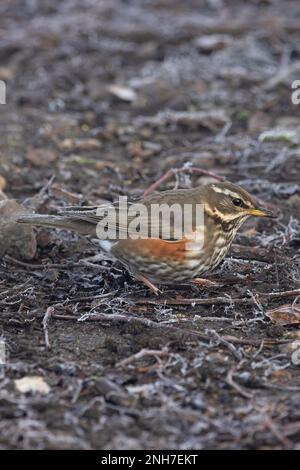 Redwing (Turdus iliacus) nutrimento sul pavimento alberato Whitlingham CP Norfolk UK GB Febbraio 2023 Foto Stock