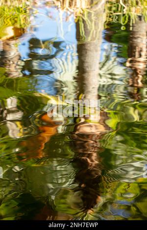 Incredibilmente bella Koi Carp, Carp Amur, Cyprinus rubrofuscus, in un laghetto artificiale a Tenerife (Isole Canarie) con sfondo vivace e colorato Foto Stock