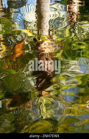 Incredibilmente bella Koi Carp, Carp Amur, Cyprinus rubrofuscus, in un laghetto artificiale a Tenerife (Isole Canarie) con sfondo vivace e colorato Foto Stock