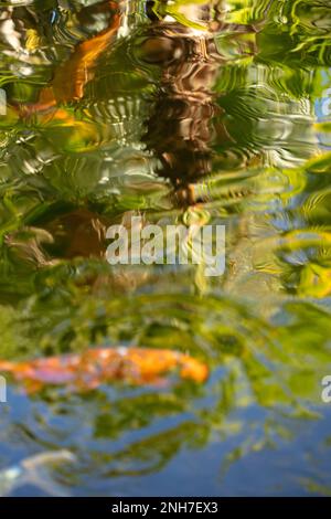 Incredibilmente bella Koi Carp, Carp Amur, Cyprinus rubrofuscus, in un laghetto artificiale a Tenerife (Isole Canarie) con sfondo vivace e colorato Foto Stock