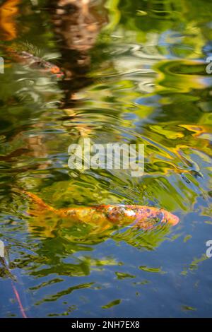 Incredibilmente bella Koi Carp, Carp Amur, Cyprinus rubrofuscus, in un laghetto artificiale a Tenerife (Isole Canarie) con sfondo vivace e colorato Foto Stock