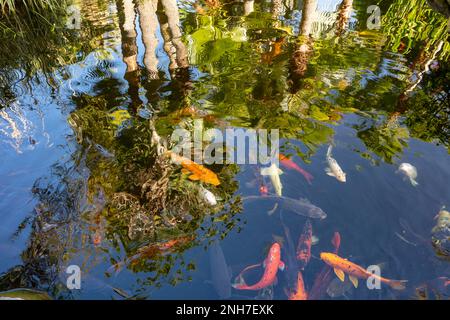 Incredibilmente bella Koi Carp, Carp Amur, Cyprinus rubrofuscus, in un laghetto artificiale a Tenerife (Isole Canarie) con sfondo vivace e colorato Foto Stock