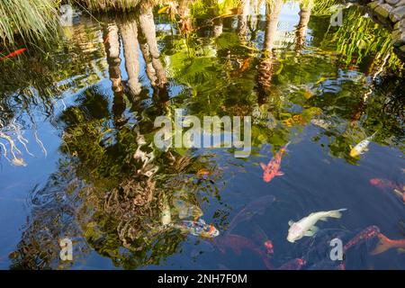 Incredibilmente bella Koi Carp, Carp Amur, Cyprinus rubrofuscus, in un laghetto artificiale a Tenerife (Isole Canarie) con sfondo vivace e colorato Foto Stock