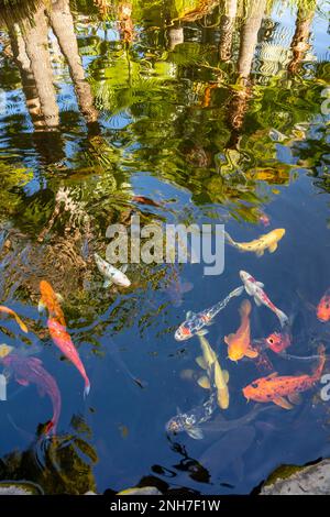 Incredibilmente bella Koi Carp, Carp Amur, Cyprinus rubrofuscus, in un laghetto artificiale a Tenerife (Isole Canarie) con sfondo vivace e colorato Foto Stock